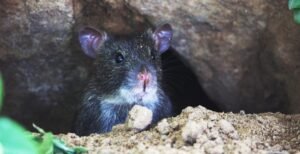 California Elementary School Infested With Rats