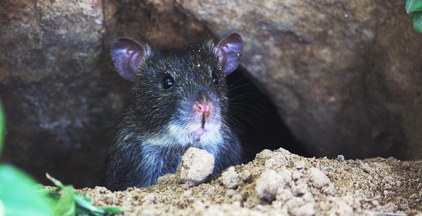 California Elementary School Infested With Rats