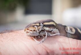 Homeowner Calls For Help After Finding Snake On The Lawn - Sees Something's Wrong With Its Mouth