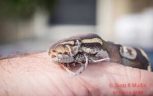 Homeowner Calls For Help After Finding Snake On The Lawn - Sees Something's Wrong With Its Mouth