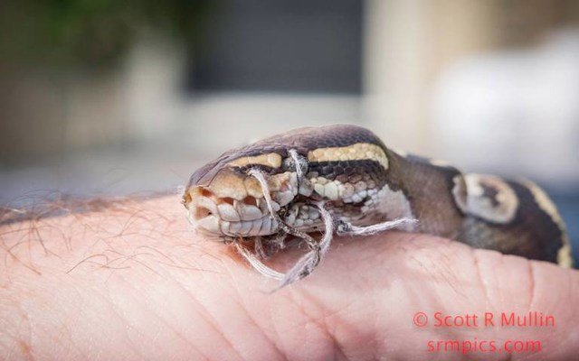 Homeowner Calls For Help After Finding Snake On The Lawn - Sees Something's Wrong With Its Mouth