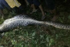 Man Cut Out Of Massive Python (Video)