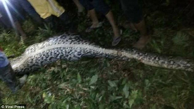 Man Cut Out Of Massive Python (Video)