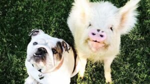 Deadly Bacteria Found In These Popular Pet Treats