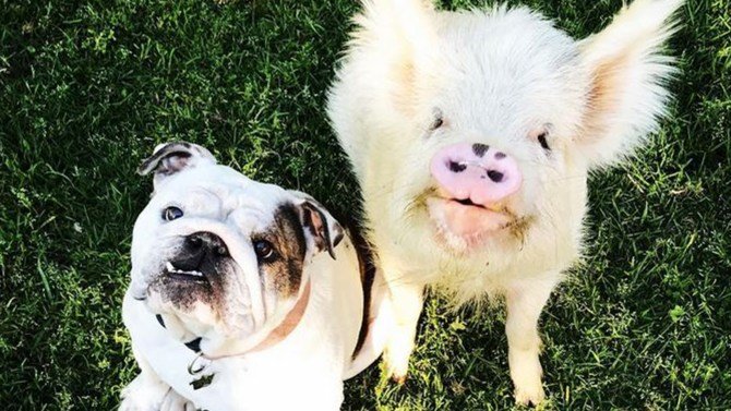 Deadly Bacteria Found In These Popular Pet Treats