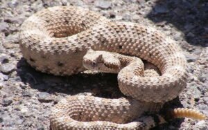 Man Tries To Kiss Rattlesnake, Immediately Regrets It (Video)