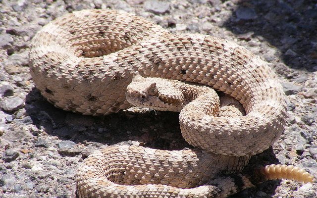 Man Tries To Kiss Rattlesnake, Immediately Regrets It (Video)
