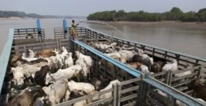 U.S. Bans Fresh Brazil Beef Imports Over Safety Concern