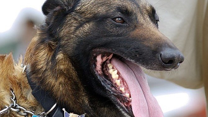 Florida Police Officer Naps After Nonstop Rescues, Viewers Shocked When They See What's Inches Away