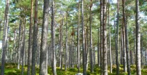 Men Find Strange Tubes Buried In The Forest, Then They See What’s Inside