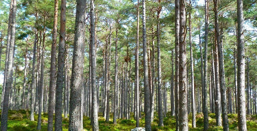 Men Find Strange Tubes Buried In The Forest, Then They See What’s Inside