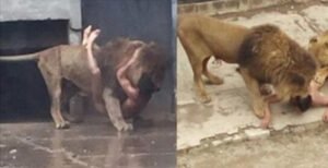 Man Rips Off His Clothes And Runs Right Into Lion's Den -- Here's How That Worked Out For Him