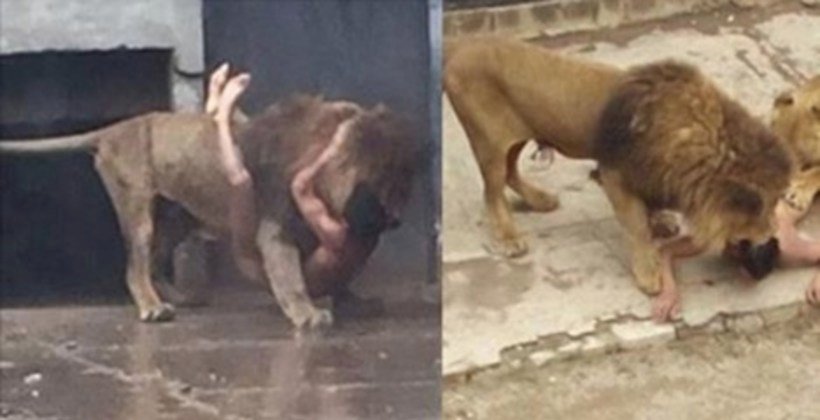 Man Rips Off His Clothes And Runs Right Into Lion's Den -- Here's How That Worked Out For Him
