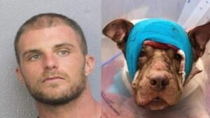 Man Stabs Adorable Dog 50 Times Then Gets A Healthy Dose Of Karma