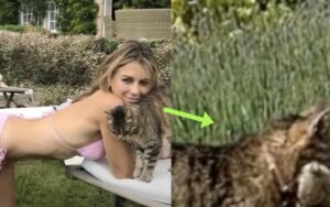 Elizabeth Hurley Risks Backlash With Fans After Sharing Photo Praising Her 'Beastly' Cat