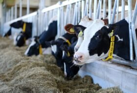 Dairy cows inside a pasture