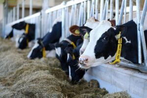 Dairy cows inside a pasture