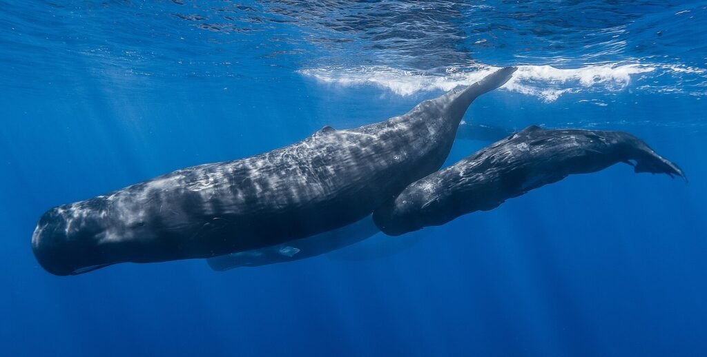 a pod of sperm whales underwater