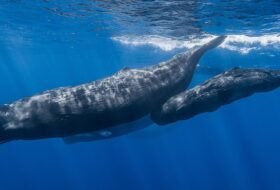 a pod of sperm whales underwater