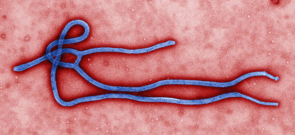 WHO Pushes Experimental Ebola Treatments and Vaccines Into Trials as Bundibugyo Outbreak Spreads — Racing Against a Deadly Clock